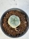 Lophophora Williamsii 5-6 cm 10 years old seed ownroot flower seedling ロフォフォラ　烏羽玉　仔吹き サボテン