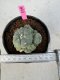 Lophophora Williamsii 5-6 cm 10 years old seed ownroot flower seedling ロフォフォラ　烏羽玉　仔吹き サボテン