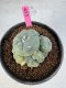 Lophophora Williamsii 5-6 cm 10 years old seed ownroot flower seedling ロフォフォラ　烏羽玉　仔吹き サボテン