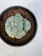 Lophophora Williamsii 5-6 cm 10 years old seed ownroot flower seedling ロフォフォラ　烏羽玉　仔吹き サボテン