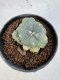 Lophophora Williamsii 5-6 cm 10 years old seed ownroot flower seedling ロフォフォラ　烏羽玉　仔吹き サボテン