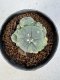 Lophophora Williamsii 5-6 cm 10 years old seed ownroot flower seedling ロフォフォラ　烏羽玉　仔吹き サボテン