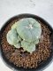 Lophophora Williamsii 5-6 cm 10 years old seed ownroot flower seedling ロフォフォラ　烏羽玉　仔吹き サボテン