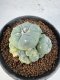 Lophophora Williamsii 5-6 cm 10 years old seed ownroot flower seedling ロフォフォラ　烏羽玉　仔吹き サボテン