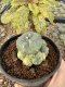 Lophophora Williamsii 5-6 cm 10 years old seed ownroot flower seedling ロフォフォラ　烏羽玉　仔吹き サボテン