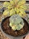 Lophophora Williamsii 5-6 cm 10 years old seed ownroot flower seedling ロフォフォラ　烏羽玉　仔吹き サボテン