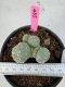 Lophophora Williamsii 5-6 cm 10 years old seed ownroot flower seedling ロフォフォラ　烏羽玉　仔吹き サボテン