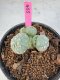 Lophophora Williamsii 5-6 cm 10 years old seed ownroot flower seedling ロフォフォラ　烏羽玉　仔吹き サボテン