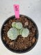 Lophophora Williamsii 5-6 cm 10 years old seed ownroot flower seedling ロフォフォラ　烏羽玉　仔吹き サボテン