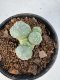 Lophophora Williamsii 5-6 cm 10 years old seed ownroot flower seedling ロフォフォラ　烏羽玉　仔吹き サボテン