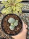 Lophophora Williamsii 5-6 cm 10 years old seed ownroot flower seedling ロフォフォラ　烏羽玉　仔吹き サボテン