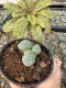 Lophophora Williamsii 5-6 cm 10 years old seed ownroot flower seedling ロフォフォラ　烏羽玉　仔吹き サボテン