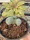 Lophophora Williamsii 5-6 cm 10 years old seed ownroot flower seedling ロフォフォラ　烏羽玉　仔吹き サボテン