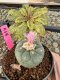 Lophophora Williamsii 5-6 cm 10 years old seed ownroot flower seedling ロフォフォラ　烏羽玉　仔吹き サボテン