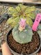 Lophophora Williamsii 5-6 cm 10 years old seed ownroot flower seedling ロフォフォラ　烏羽玉　仔吹き サボテン