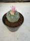 Lophophora Williamsii 5-6 cm 10 years old seed ownroot flower seedling ロフォフォラ　烏羽玉　仔吹き サボテン