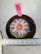 Lophophora Williamsii 5-6 cm 10 years old seed ownroot flower seedling ロフォフォラ　烏羽玉　仔吹き サボテン