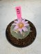 Lophophora Williamsii 5-6 cm 10 years old seed ownroot flower seedling ロフォフォラ　烏羽玉　仔吹き サボテン