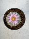 Lophophora Williamsii 5-6 cm 10 years old seed ownroot flower seedling ロフォフォラ　烏羽玉　仔吹き サボテン