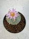 Lophophora Williamsii 5-6 cm 10 years old seed ownroot flower seedling ロフォフォラ　烏羽玉　仔吹き サボテン