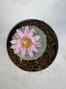 Lophophora Williamsii 5-6 cm 10 years old seed ownroot flower seedling ロフォフォラ　烏羽玉　仔吹き サボテン