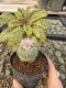 Lophophora Williamsii 5-6 cm 10 years old seed ownroot flower seedling ロフォフォラ　烏羽玉　仔吹き サボテン