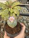 Lophophora Williamsii 5-6 cm 10 years old seed ownroot flower seedling ロフォフォラ　烏羽玉　仔吹き サボテン