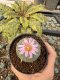 Lophophora Williamsii 5-6 cm 10 years old seed ownroot flower seedling ロフォフォラ　烏羽玉　仔吹き サボテン