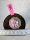 Lophophora Williamsii 5-6 cm 10 years old seed ownroot flower seedling ロフォフォラ　烏羽玉　仔吹き サボテン