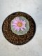 Lophophora Williamsii 5-6 cm 10 years old seed ownroot flower seedling ロフォフォラ　烏羽玉　仔吹き サボテン