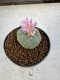 Lophophora Williamsii 5-6 cm 10 years old seed ownroot flower seedling ロフォフォラ　烏羽玉　仔吹き サボテン