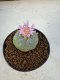 Lophophora Williamsii 5-6 cm 10 years old seed ownroot flower seedling ロフォフォラ　烏羽玉　仔吹き サボテン