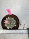 Lophophora Williamsii 5-6 cm 10 years old seed ownroot flower seedling ロフォフォラ　烏羽玉　仔吹き サボテン