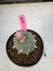 Lophophora Williamsii 5-6 cm 10 years old seed ownroot flower seedling ロフォフォラ　烏羽玉　仔吹き サボテン