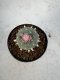 Lophophora Williamsii 5-6 cm 10 years old seed ownroot flower seedling ロフォフォラ　烏羽玉　仔吹き サボテン