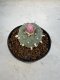 Lophophora Williamsii 5-6 cm 10 years old seed ownroot flower seedling ロフォフォラ　烏羽玉　仔吹き サボテン