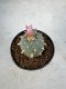 Lophophora Williamsii 5-6 cm 10 years old seed ownroot flower seedling ロフォフォラ　烏羽玉　仔吹き サボテン