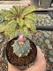 Lophophora Williamsii 5-6 cm 10 years old seed ownroot flower seedling ロフォフォラ　烏羽玉　仔吹き サボテン