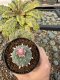 Lophophora Williamsii 5-6 cm 10 years old seed ownroot flower seedling ロフォフォラ　烏羽玉　仔吹き サボテン