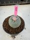 Lophophora Williamsii 5-6 cm 10 years old seed ownroot flower seedling ロフォフォラ　烏羽玉　仔吹き サボテン