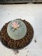 Lophophora Williamsii 5-6 cm 10 years old seed ownroot flower seedling ロフォフォラ　烏羽玉　仔吹き サボテン