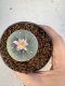 Lophophora Williamsii 5-6 cm 10 years old seed ownroot flower seedling ロフォフォラ　烏羽玉　仔吹き サボテン