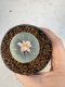 Lophophora Williamsii 5-6 cm 10 years old seed ownroot flower seedling ロフォフォラ　烏羽玉　仔吹き サボテン