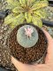 Lophophora Williamsii 5-6 cm 10 years old seed ownroot flower seedling ロフォフォラ　烏羽玉　仔吹き サボテン