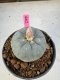 Lophophora Williamsii 5-6 cm 10 years old seed ownroot flower seedling ロフォフォラ　烏羽玉　仔吹き サボテン