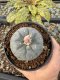 Lophophora Williamsii 5-6 cm 10 years old seed ownroot flower seedling ロフォフォラ　烏羽玉　仔吹き サボテン