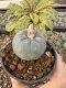 Lophophora Williamsii 5-6 cm 10 years old seed ownroot flower seedling ロフォフォラ　烏羽玉　仔吹き サボテン