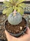 Lophophora Williamsii 5-6 cm 10 years old seed ownroot flower seedling ロフォフォラ　烏羽玉　仔吹き サボテン