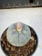 Lophophora Williamsii 5-6 cm 10 years old seed ownroot flower seedling ロフォフォラ　烏羽玉　仔吹き サボテン