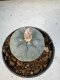 Lophophora Williamsii 5-6 cm 10 years old seed ownroot flower seedling ロフォフォラ　烏羽玉　仔吹き サボテン